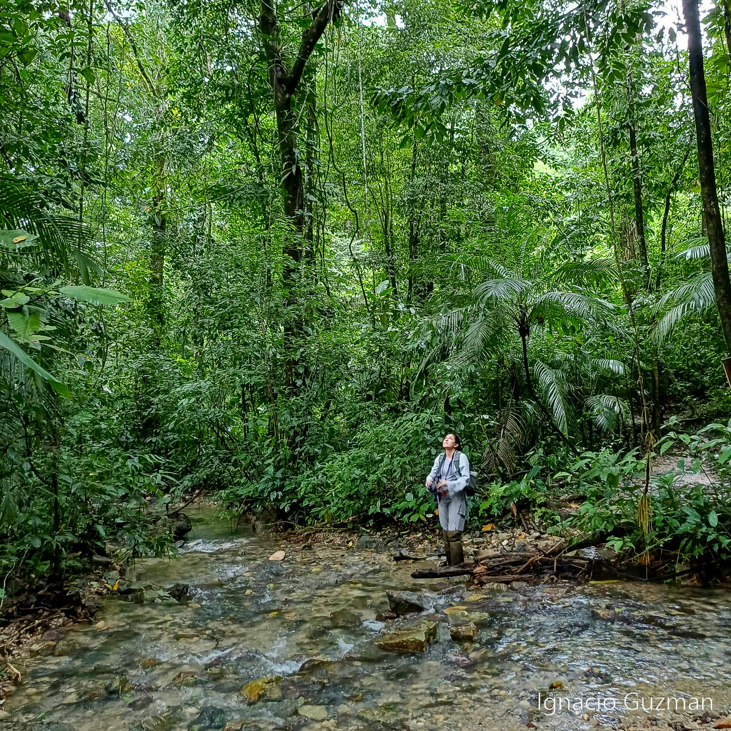 anaid_forest