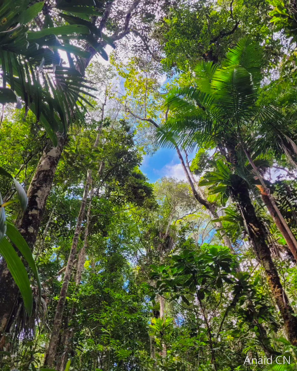 tropical forest